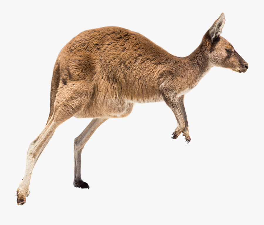 Clip Art Kangaroo Running - Kangaroo Running On Beach, Transparent Clipart