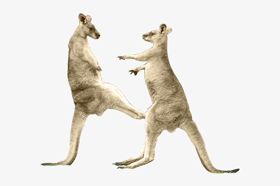 Qantas Kangaroo Transparent Background - Kangaroo Kick Png, Transparent Clipart