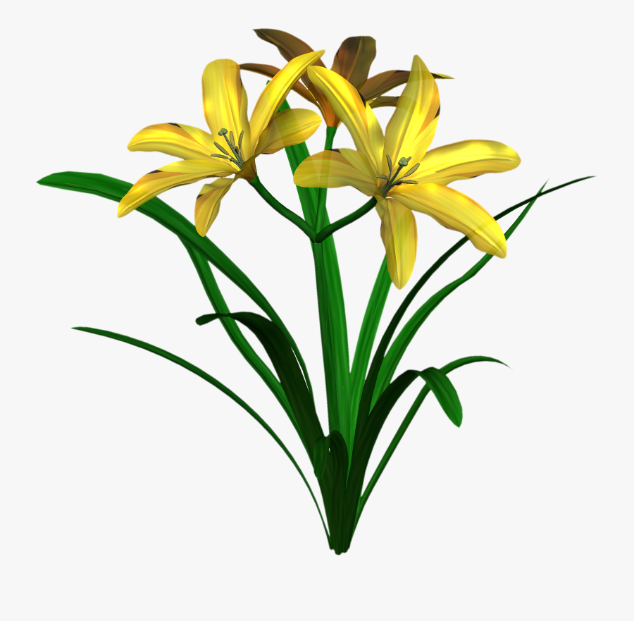 Jungle Flower Png - Lily, Transparent Clipart