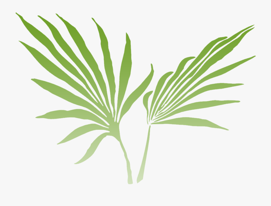 Palm Frond Clip Art, Transparent Clipart