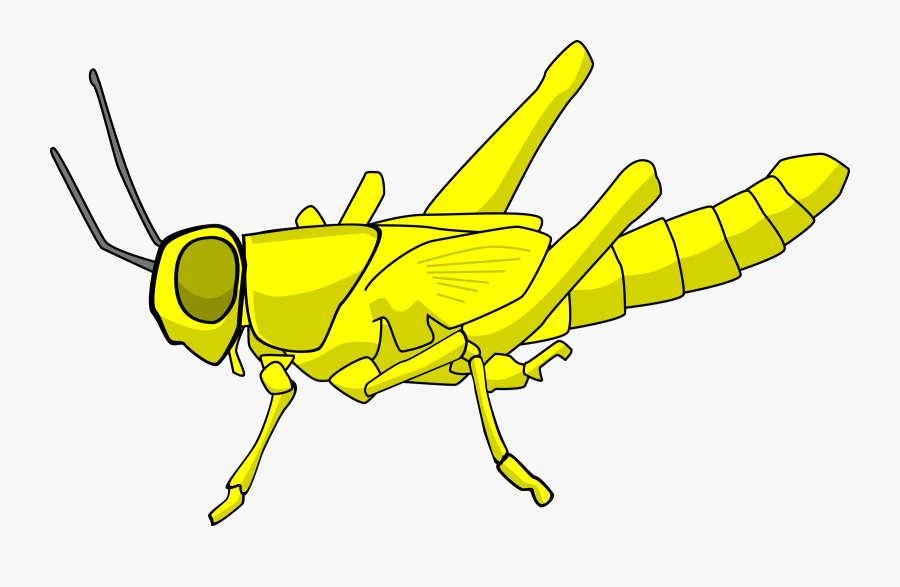 Fly,line Art,honey Bee - Cartoon Locusts, Transparent Clipart