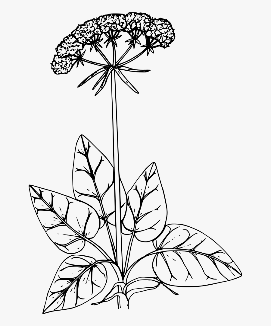 California Buckwheat - California Buckwheat Clip Art, Transparent Clipart