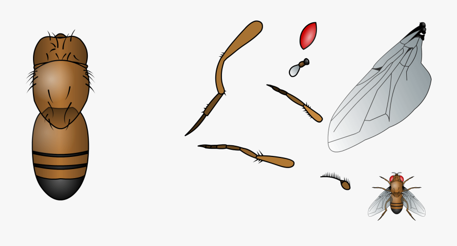 Build The Common Fruit Fly Based On The Template Clipart - Fruit Fly On Template, Transparent Clipart