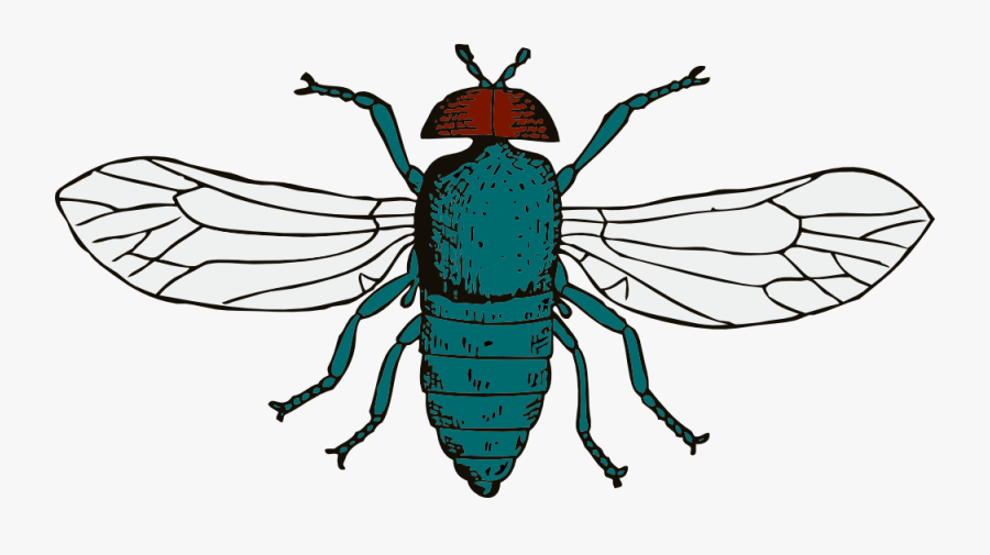 Cartoon Fly 27, Buy Clip Art - Blue Bottle Fly Wings, Transparent Clipart