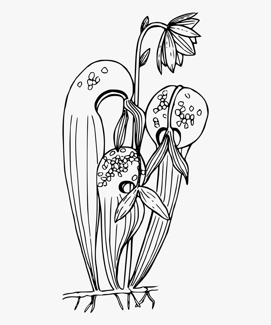 California Pitcher Plant - Pitcher Plant Coloring Page, Transparent Clipart