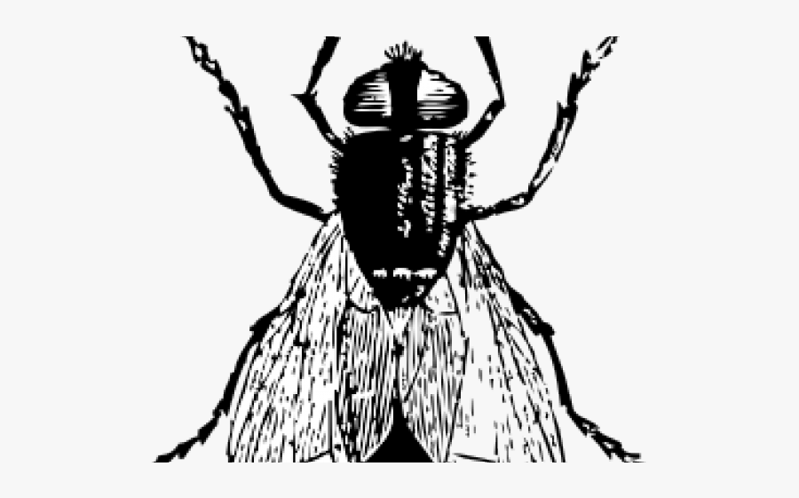 Black And White Bug Drawings, Transparent Clipart