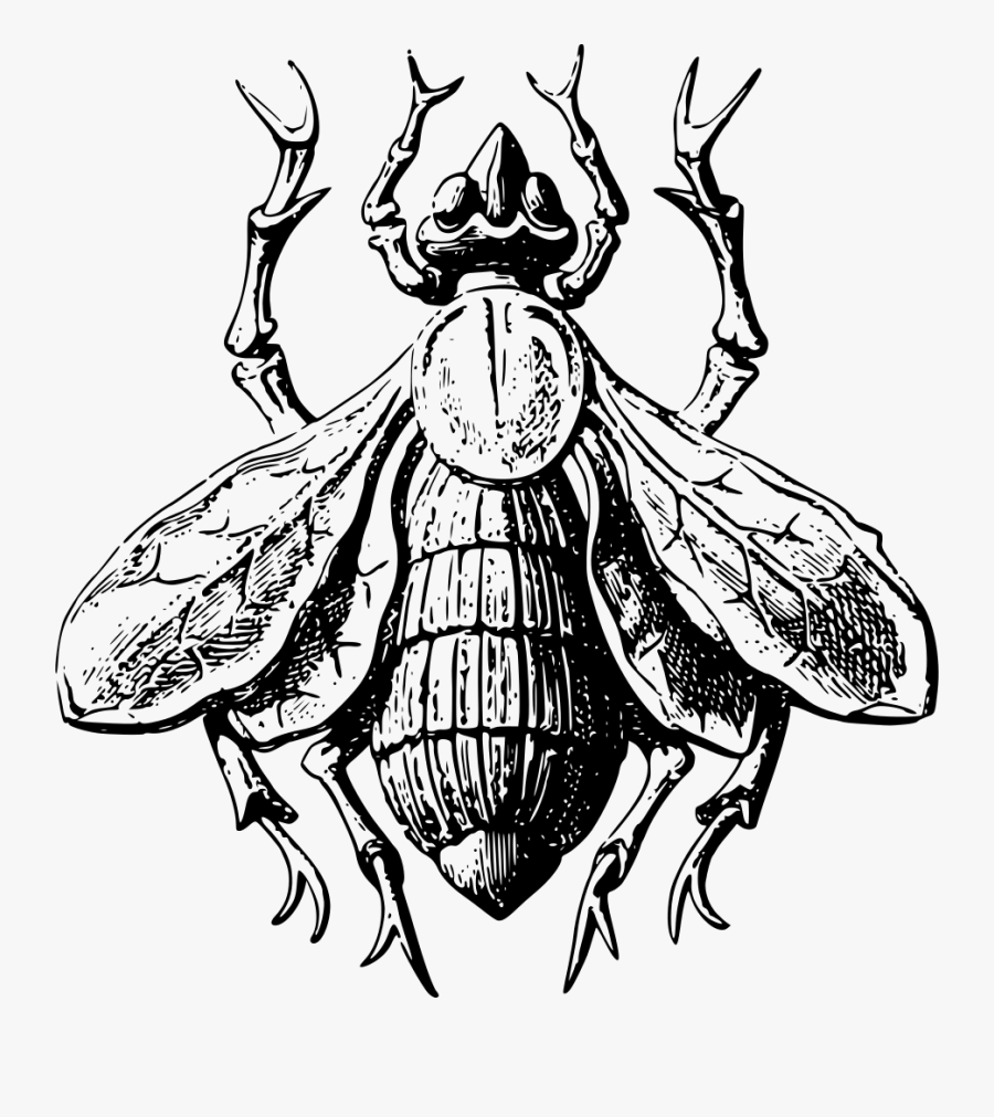 Stylised Fly - Stylised Insect, Transparent Clipart