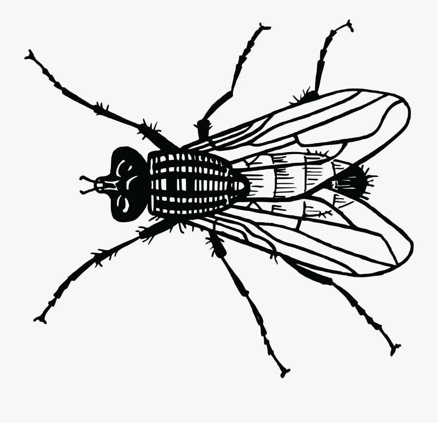 Flies Drawing At Getdrawings - Fly Line Drawing, Transparent Clipart
