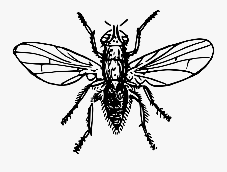 Onion Fly - Dibujo De Mosca Blanco Y Negro, Transparent Clipart
