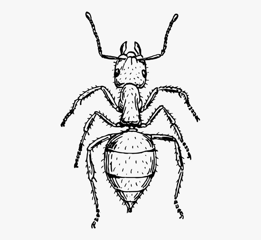 Fly,line Art,monochrome - Insect Line Drawing, Transparent Clipart