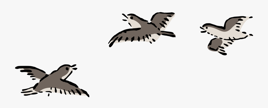 Picture Royalty Free Bird Flight Columbidae Pigeon - Bird Fly Clip Art, Transparent Clipart