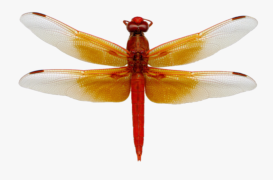Dragonfly Png, Transparent Clipart