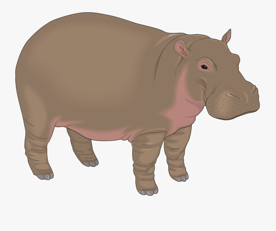 Hippopotamus Clipart, Transparent Clipart