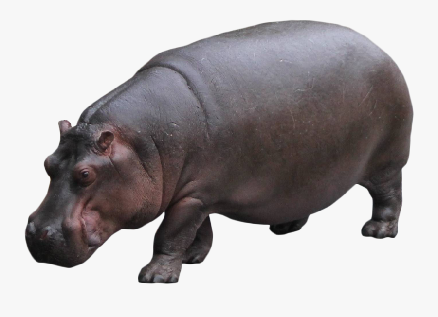 Hippo Transparent Background Clipart , Png Download - Transparent Background Hippopotamus Clipart, Transparent Clipart