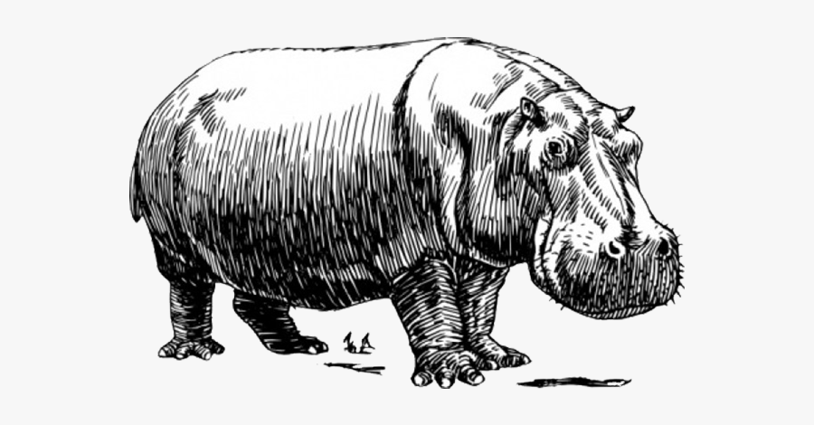 Baby Hippos Clip Art - Black And White Photo Of A Hippo, Transparent Clipart