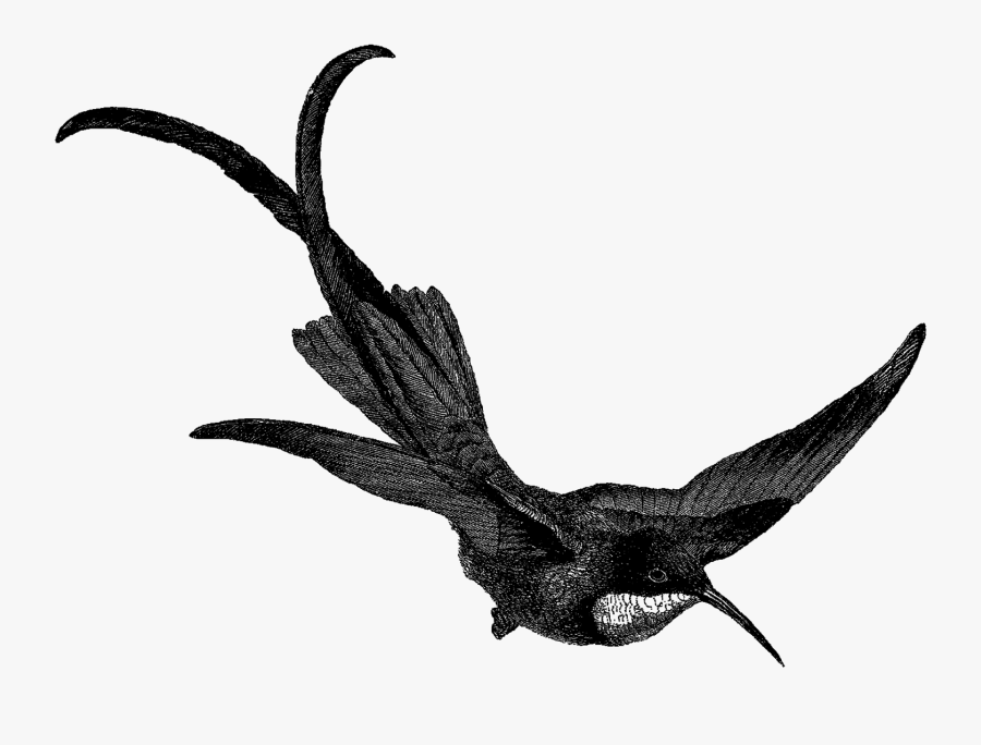Hummingbird Bird Image Digital Download Illustration - Clip Art, Transparent Clipart