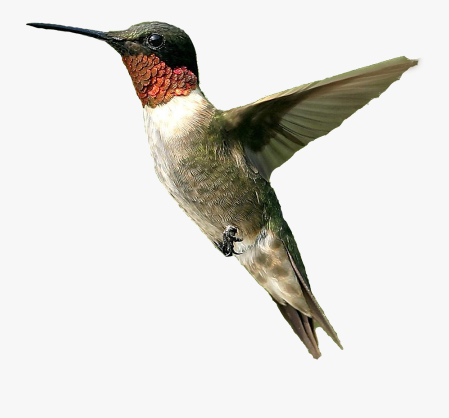 Hummingbird Clip Art - Do Birds Google Feud Answers, Transparent Clipart