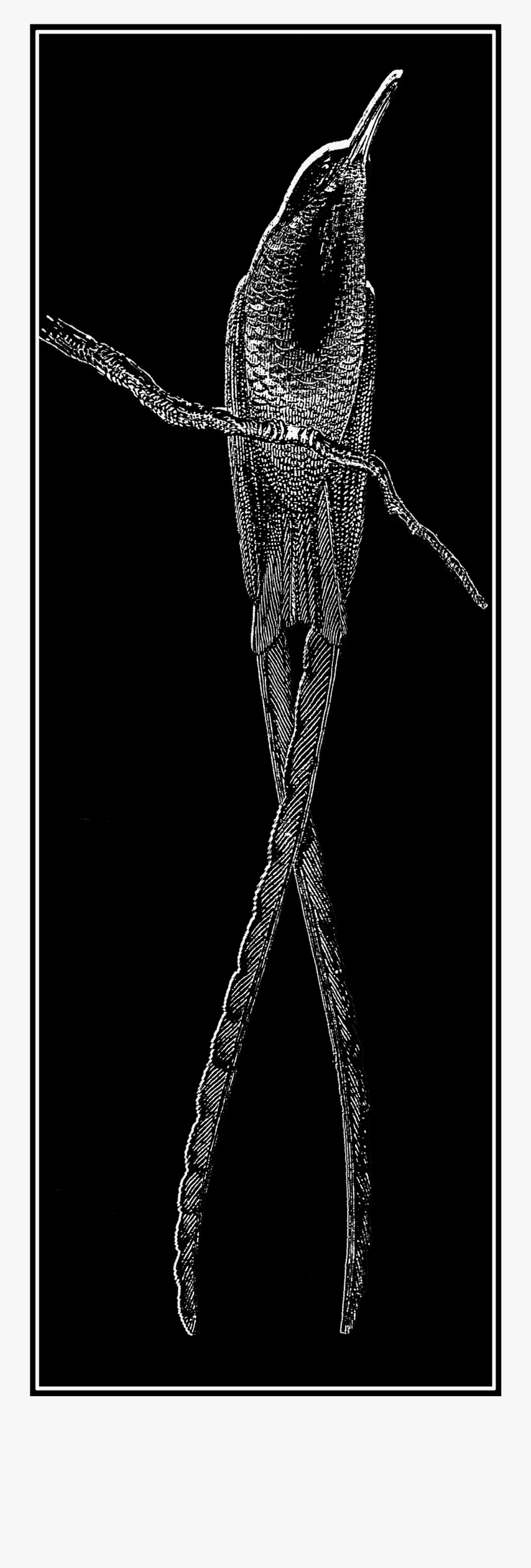 Hummingbird, Transparent Clipart