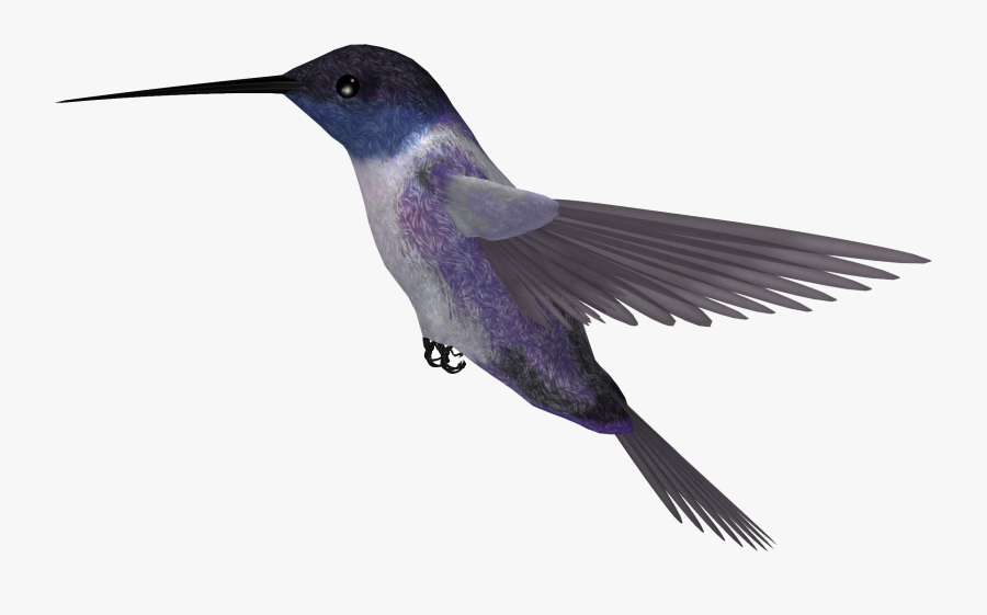 Hummingbird Png, Transparent Clipart