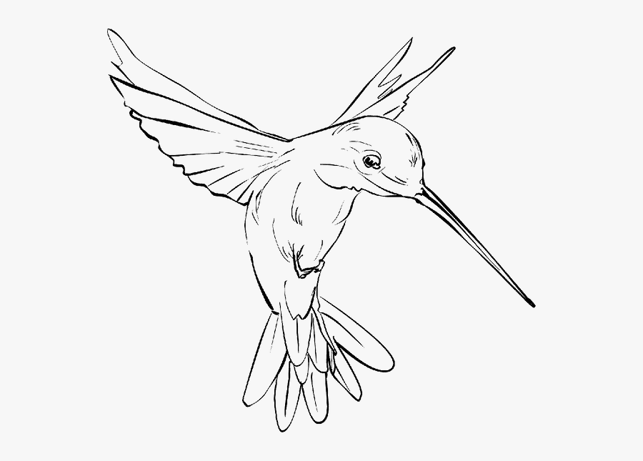 Kisspng Hummingbird Drawing Clip Art Hum - Drawing Of A Hummingbird, Transparent Clipart