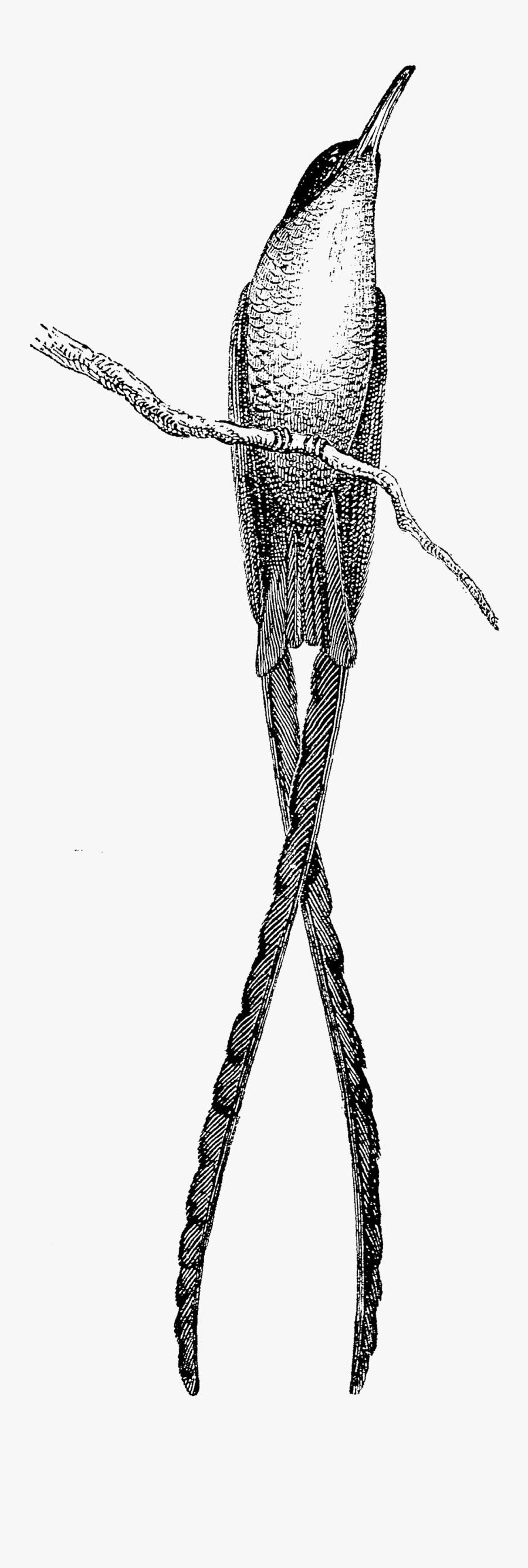 Sketch, Transparent Clipart