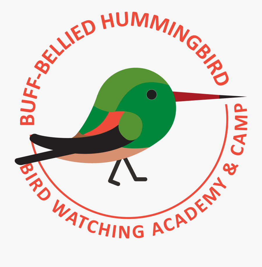 Buff-bellied Hummingbird Picture - Perching Bird, Transparent Clipart
