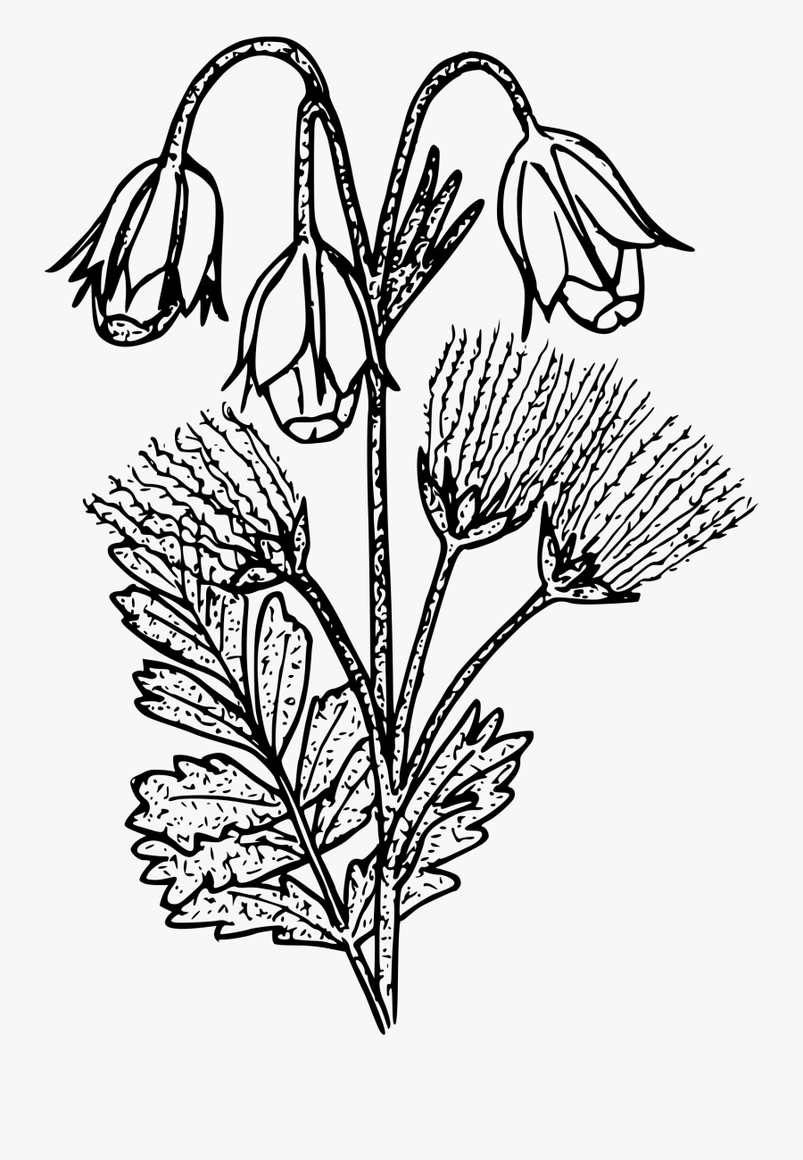 Prairie Smoke - Prairie Smoke Black And White, Transparent Clipart