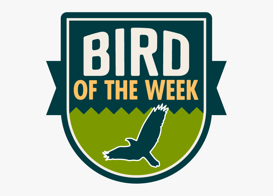 Birdwatching In Washington State - Boiled Wonderland And The End, Transparent Clipart