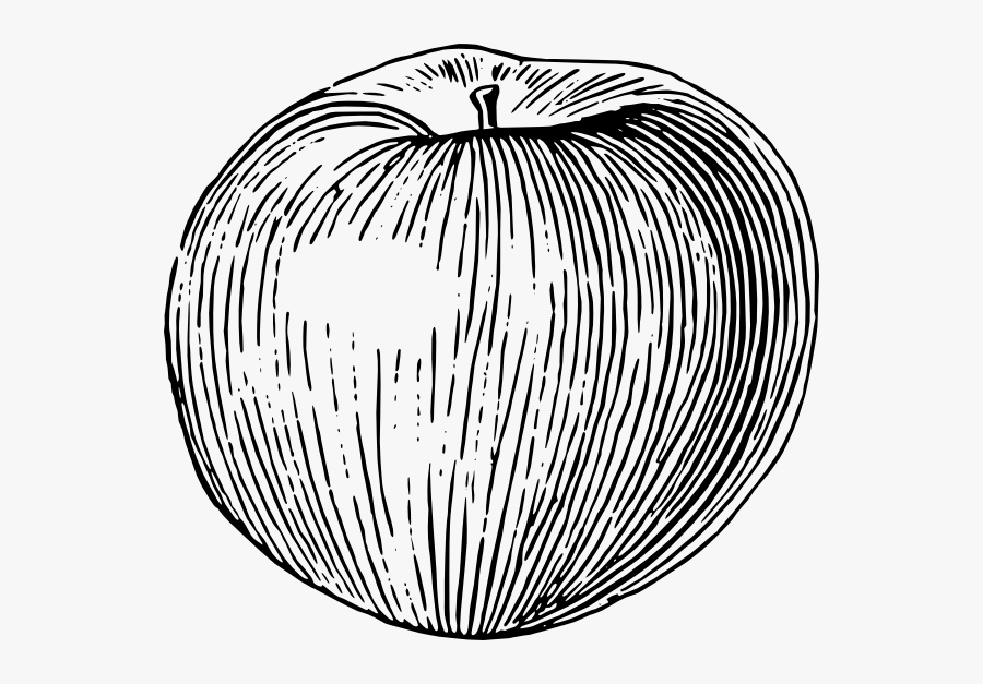 Free Vector Apple Clip Art - Apple Drawing Using Line, Transparent Clipart