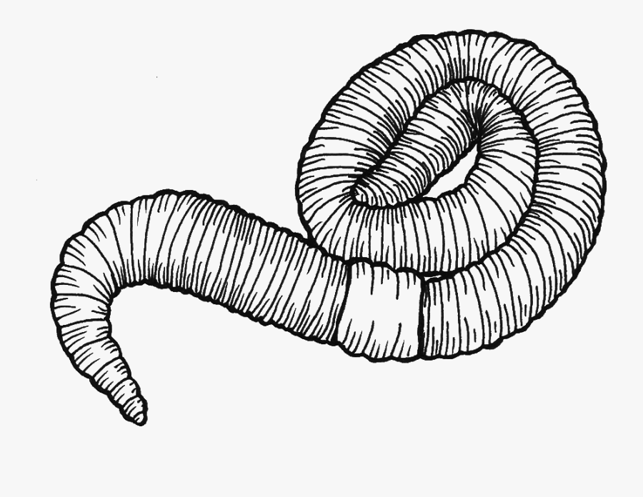 Earthworm Clipart Worm Drawing - Worm Drawing, Transparent Clipart