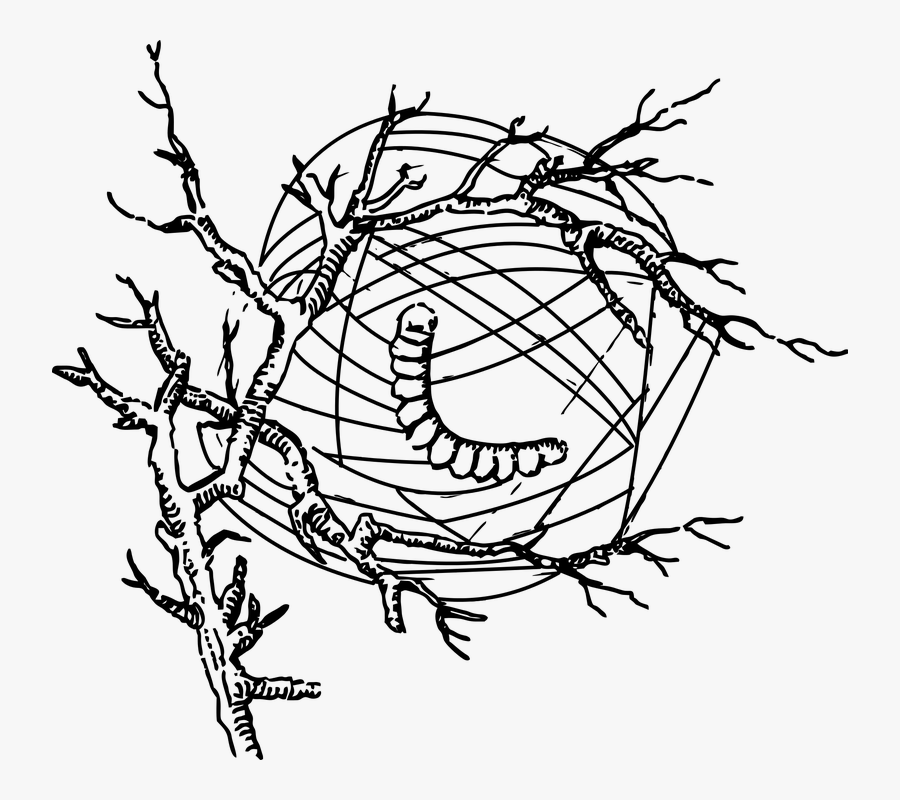 Silk Worm, Silk, Web, Worm, Insect, Fabric, Silkworm - Silk Worm Silk Clip Art, Transparent Clipart