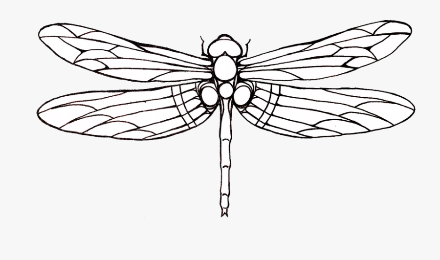 Tattoo Dragonfly Drawing Clip Art - Outline Images Of Dragon Fly, Transparent Clipart