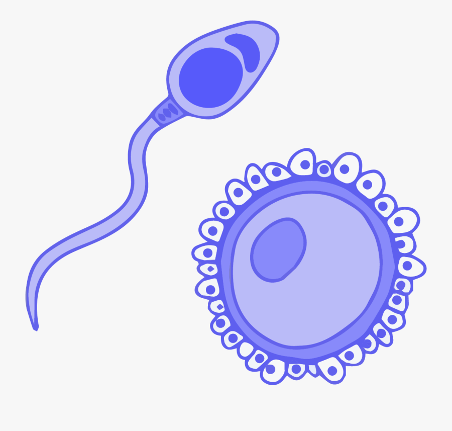 Germ Clipart Unicellular Organism - Clipart Sexual Reproduction, Transparent Clipart