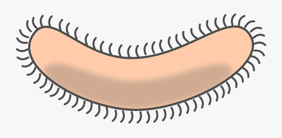 Bacteria, Germ, Pathogene, Cell - Bacterium Clipart, Transparent Clipart