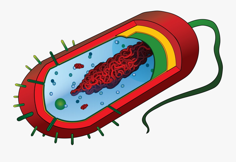 Pathogen Causative Agent Germ - Bacteria Cell Without Labels, Transparent Clipart