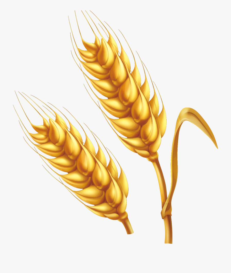 Wheat Cartoon Illustration - Grain Cartoon Png, Transparent Clipart