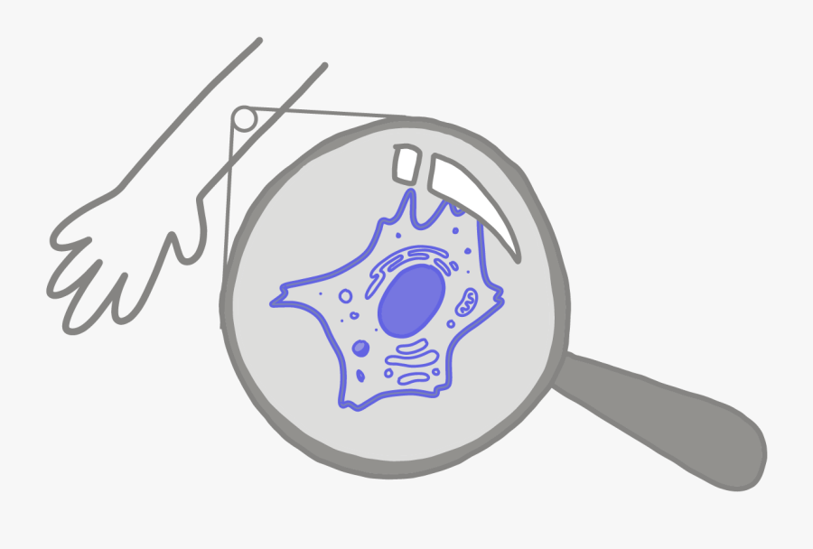 Image Of A Blue Somatic Cell Under A Magnifying Glass - Somatic Cells Drawing, Transparent Clipart