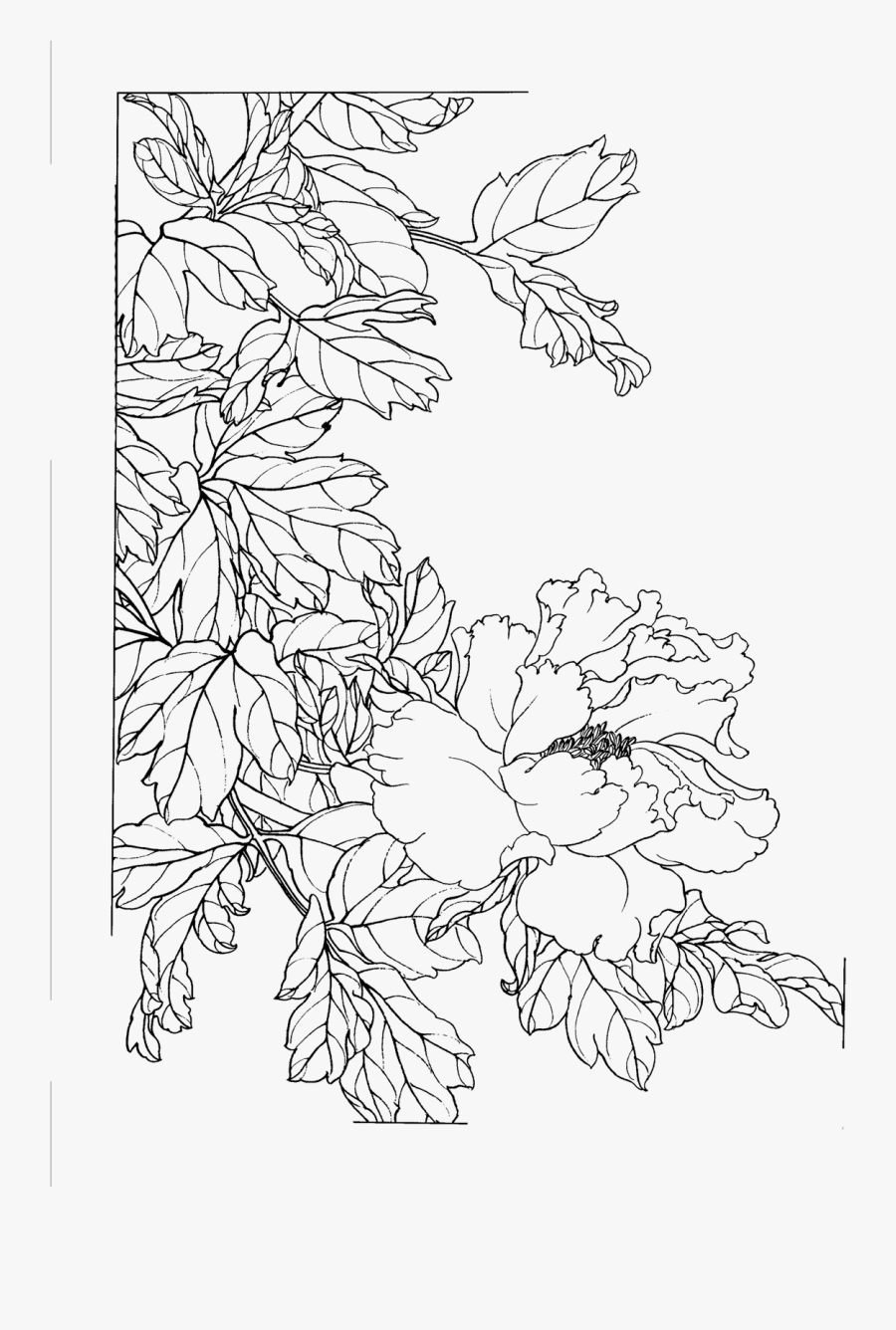 Sketch Flower Chinese Peony Painted Gongbi Line Clipart - Png Sketch Flower, Transparent Clipart