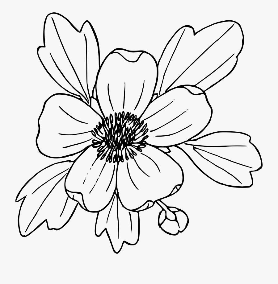 Flower Outline Images - Sagebrush Buttercup Wildflower Clip Art, Transparent Clipart