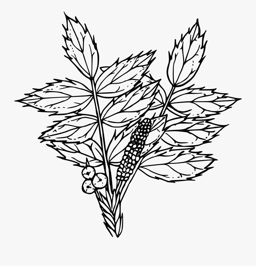 Clip Art Free Stock Outline Of A Flower - Tall Oregon Grape Drawing, Transparent Clipart