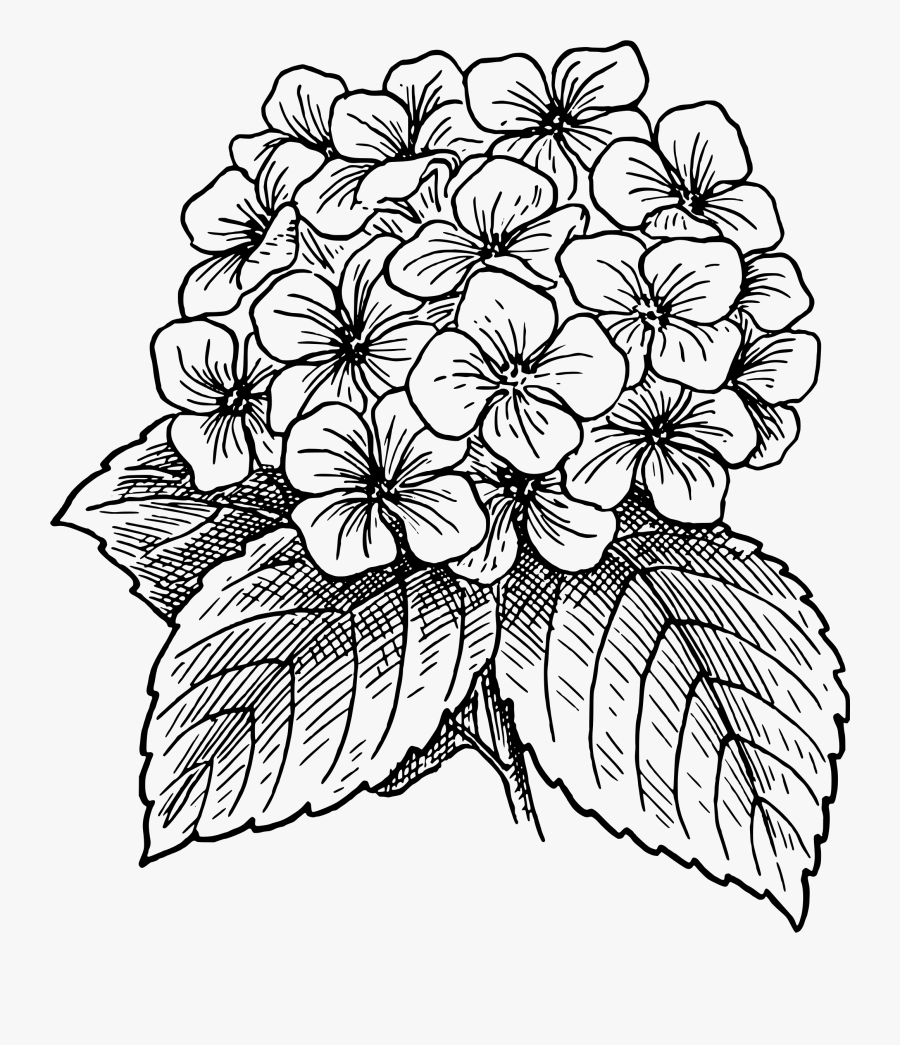 Hd Outline Drawing Of A Big Flower Blossom - Hydrangea Flower Drawing, Transparent Clipart