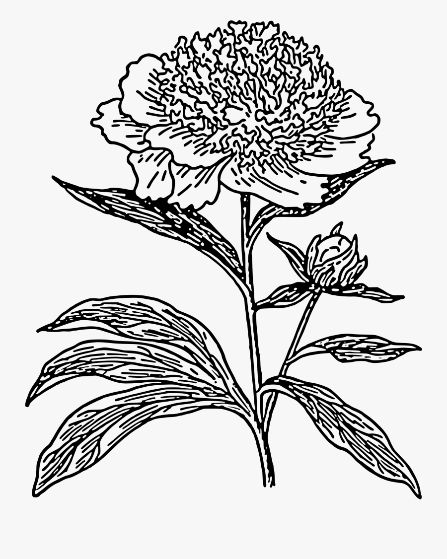 Clipart - Black And White Peonies Clipart, Transparent Clipart