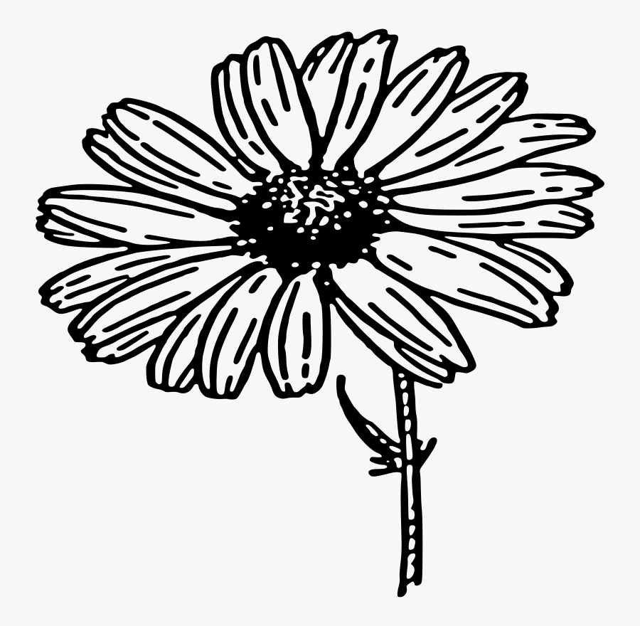 Clip Art Black And White Daisy - Black And White Daisy, Transparent Clipart