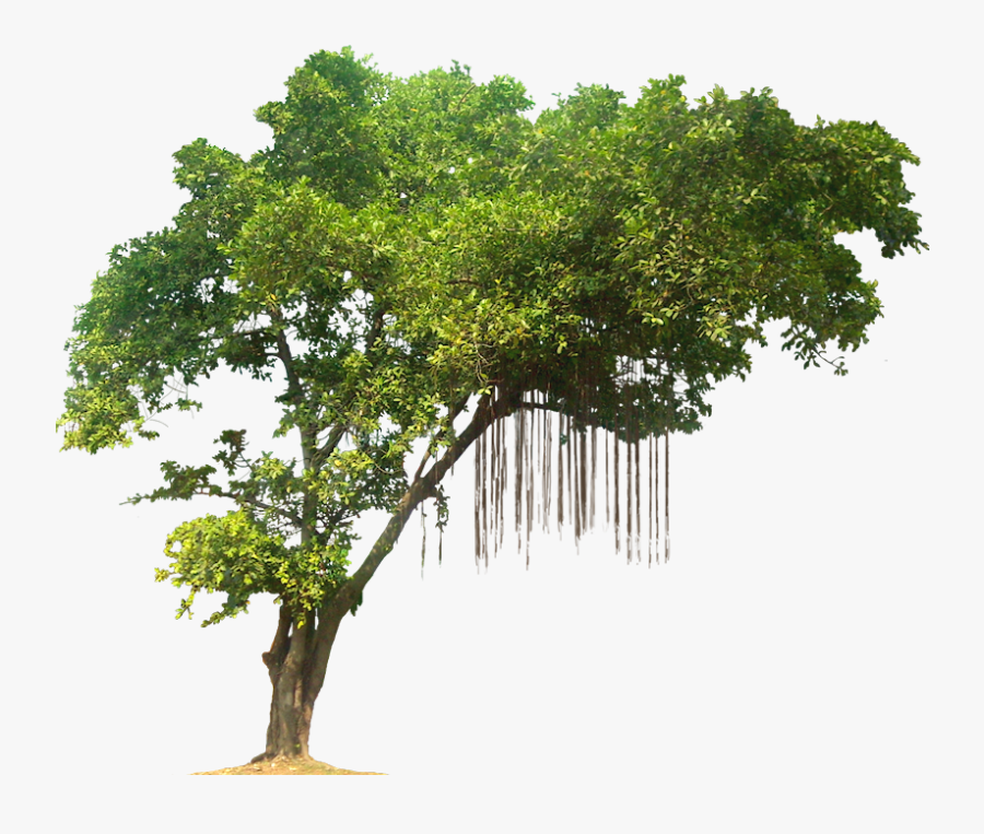 Jungle Tree Png, Transparent Clipart