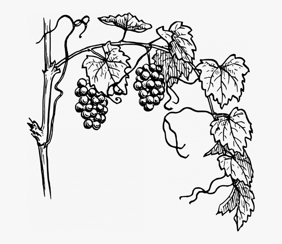 Clipart Grapevine, Transparent Clipart
