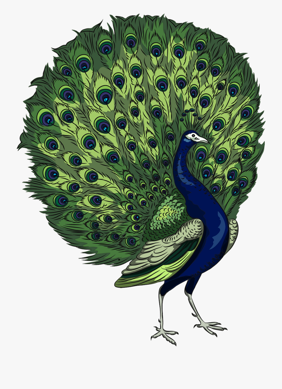 Peacock Vector, Transparent Clipart