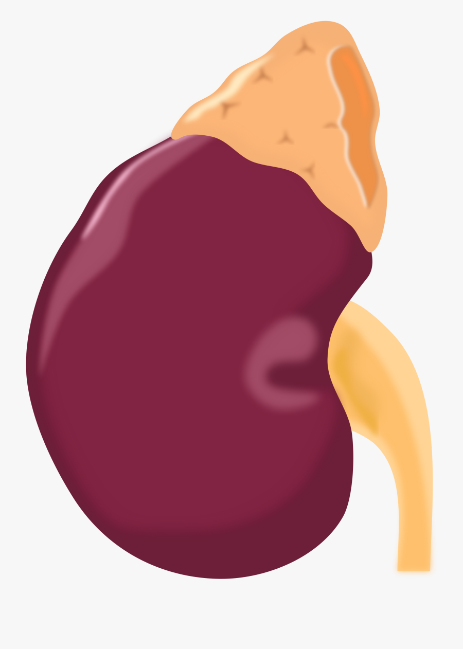 Clipart - Kidney .png, Transparent Clipart