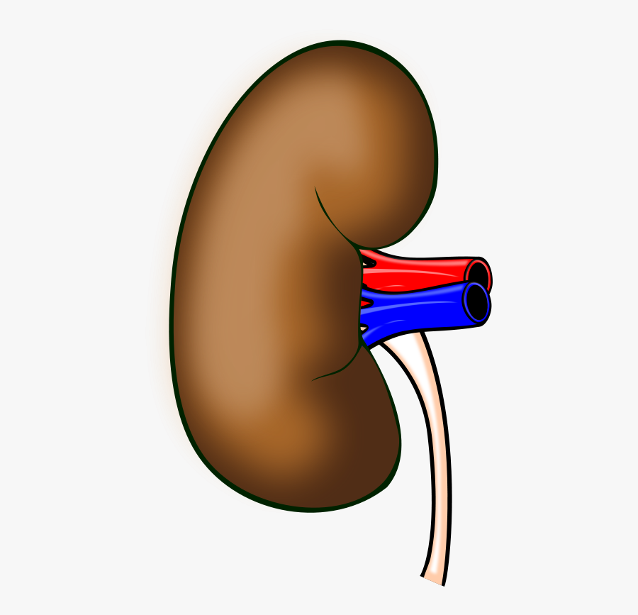 Kidney - Kidney Clip Art Transparent, Transparent Clipart