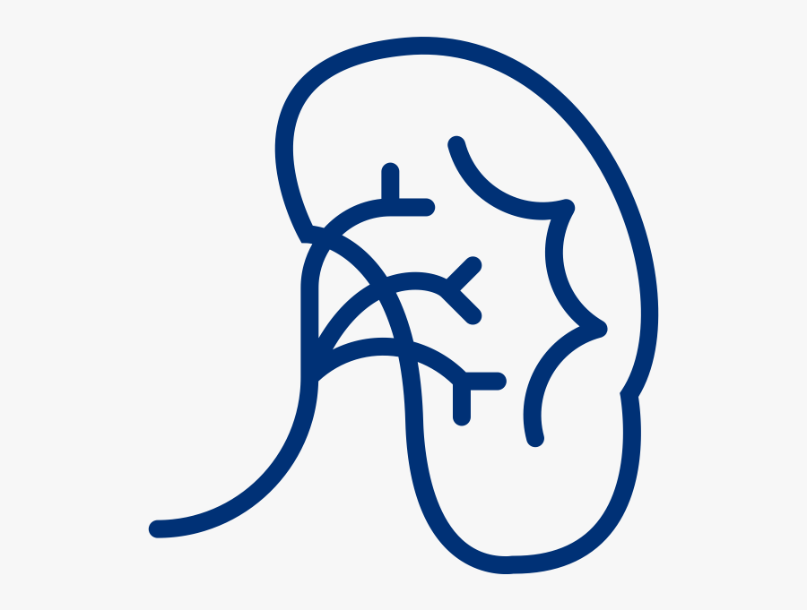 Chronic Kidney Disease - Kidney, Transparent Clipart