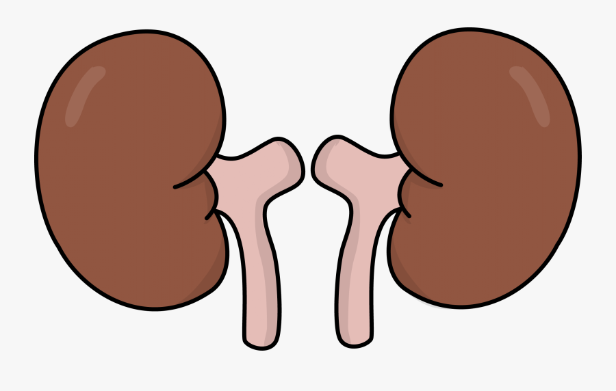 Free Kidneys Health High Resolution Clip Art - Kidneys Clipart Png, Transparent Clipart